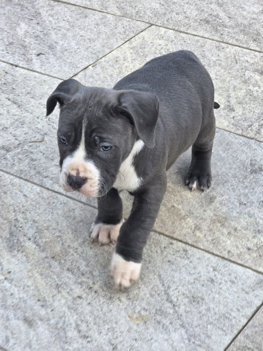 American Staffordshire Terrier cu pedigree fci