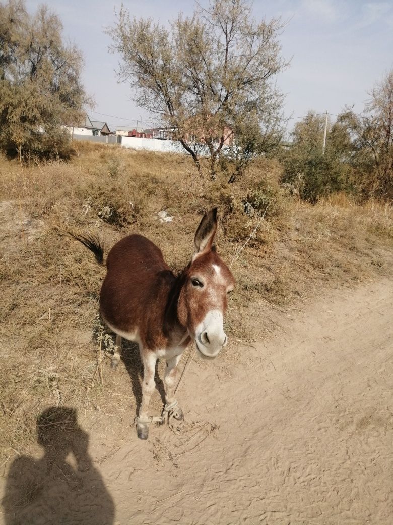 Есек сатылады срочно