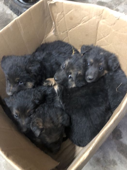 напишите ватцапп