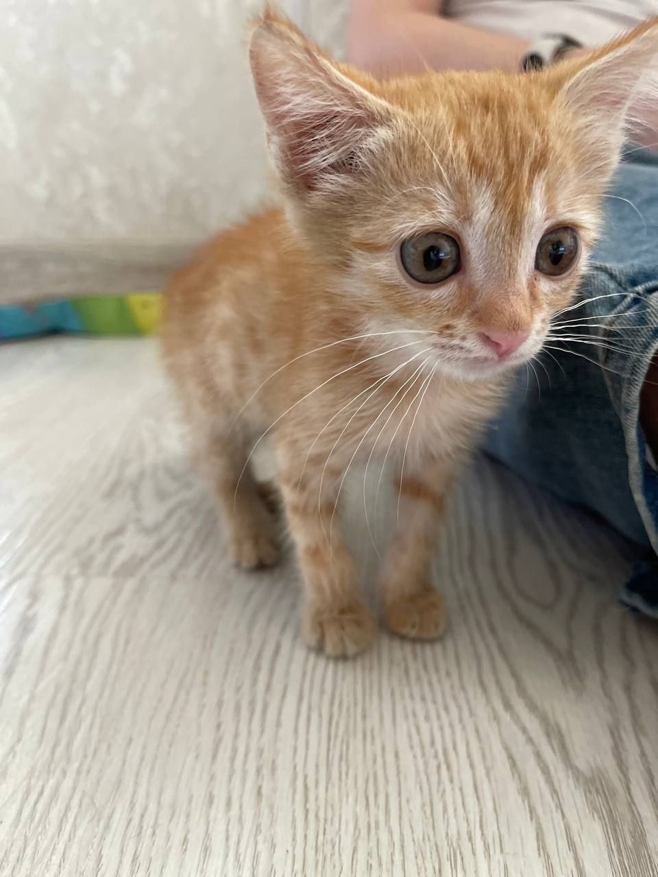 Пристраивается котёнок девочка