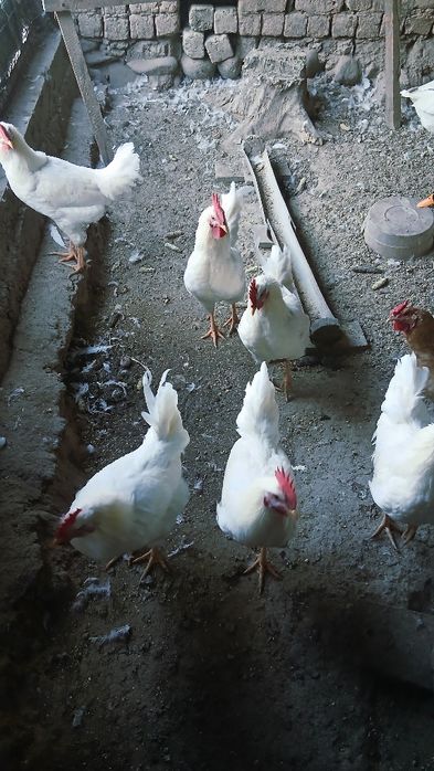 Srochna xo‘roz sotiladi