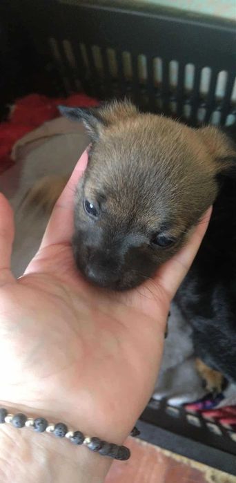 Дребни кученца пазачи