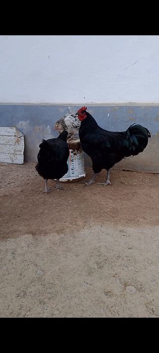 Джерси гигант кораз тауық сатылады