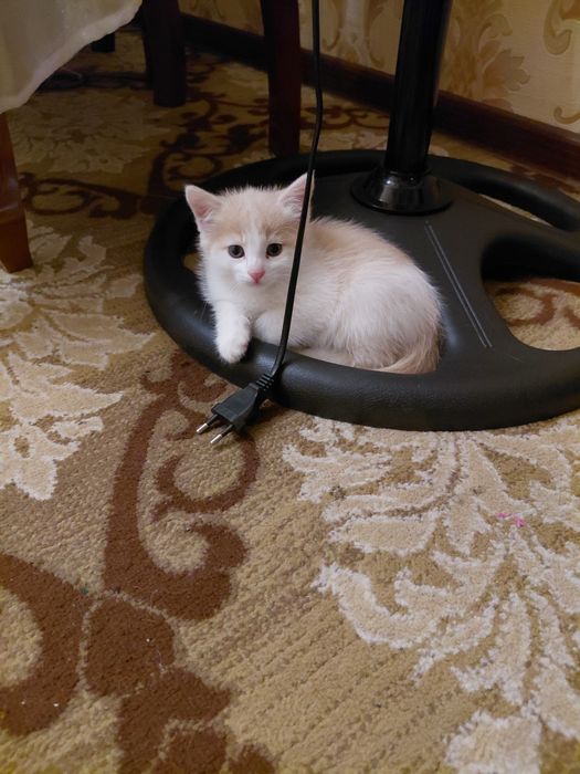 Mushuk bolalari srochna sotiladi