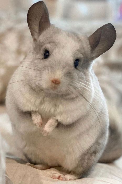 Pui chinchila chinchilla cincila sinsila