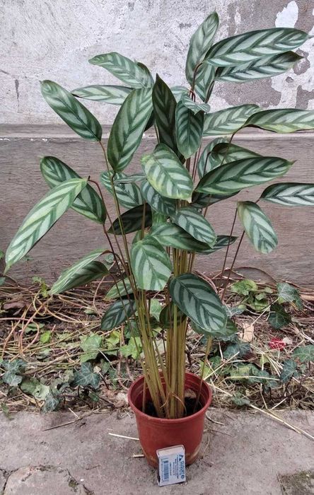 Продаю разнообразные комнатные растения .