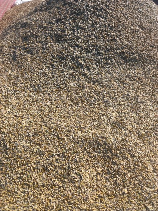 Ovaz producție 2025