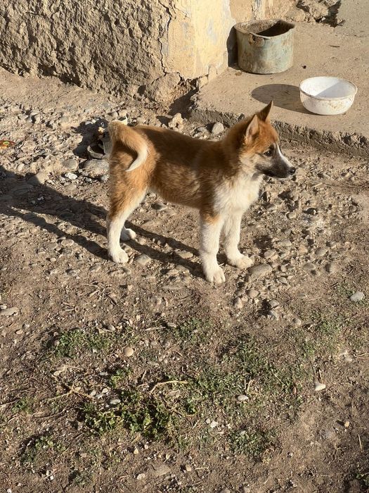 Продам шенка ЗСЛ и ВСЛ лайка