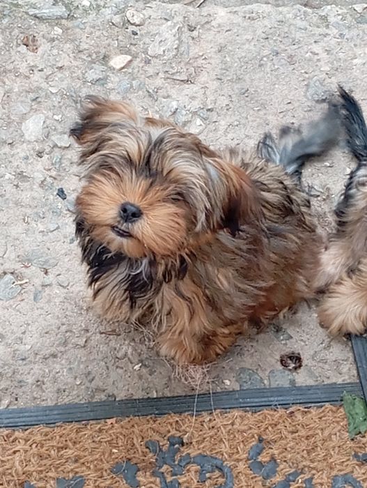 Йорки 2 броя продавам!!