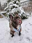 Pet sitter/ Cazare animale de companie