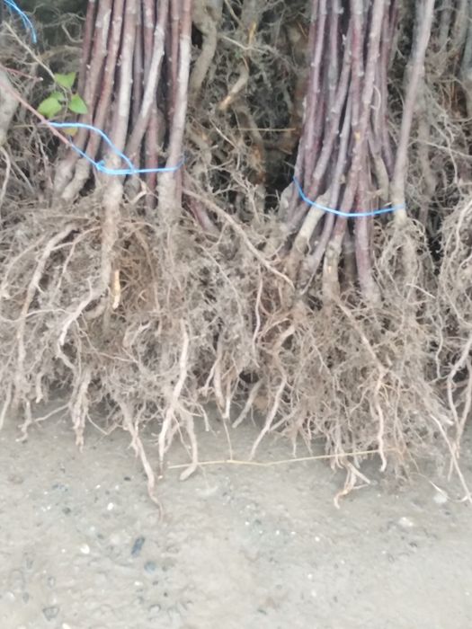 Декоратив кучатлар яшмл макон учун