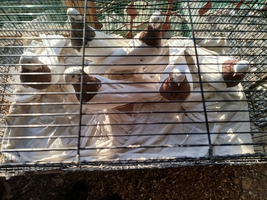 Qopqon kaptarlar sotiladi