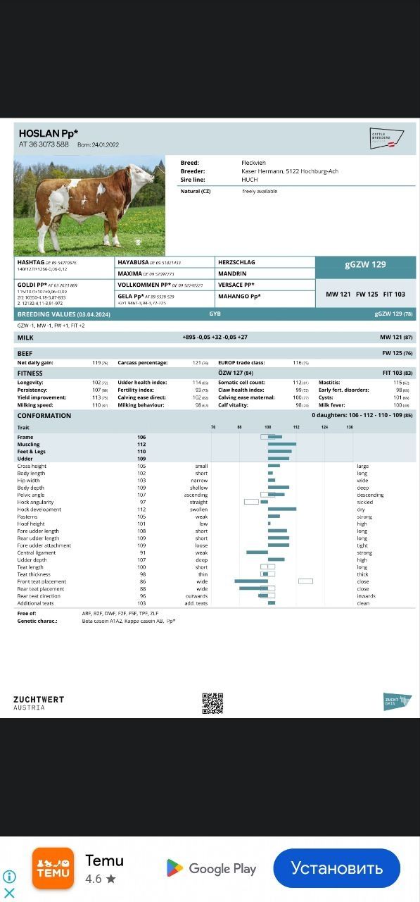 Simmental erkak buzoq 2,5 oylik
