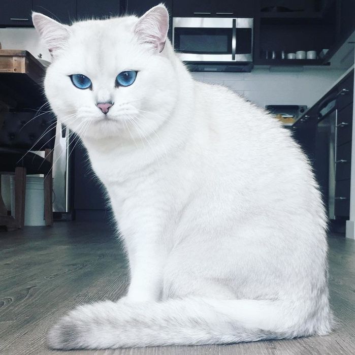 Чистокровная британская шиншилла 3 месяца мальчик коби