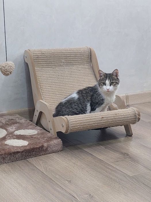 Котенок девочка ласковая