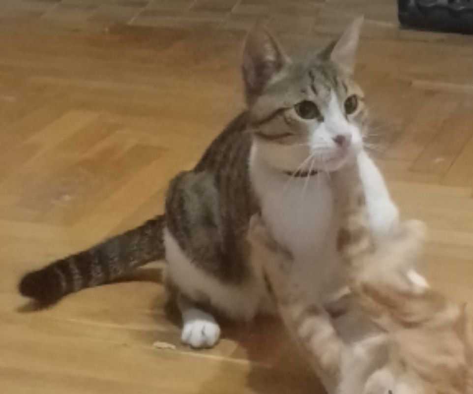 Подарявам котка домашна