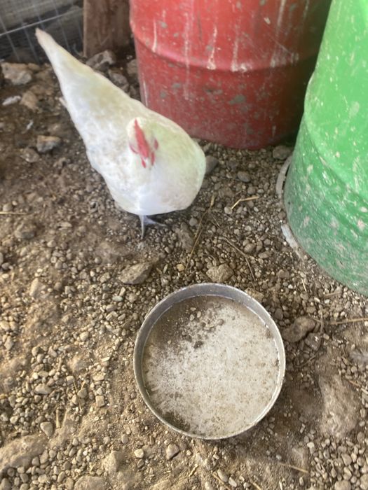 Gaina australorp alba