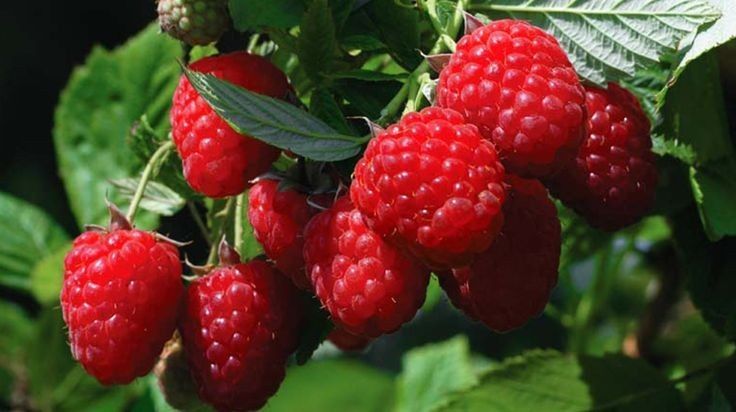 Arbusti Fructiferi (Zmeur Rosu )