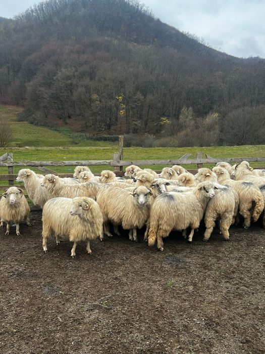 Vând 25 de oi băle și oacheșe