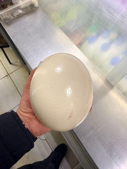 Продам яйцо от страуса цена 50000тг