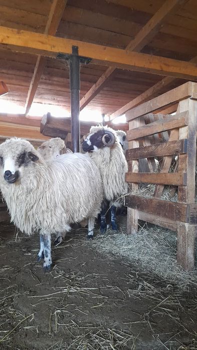 Vând 2 berbecuți noatini