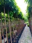 Vând catalpa globulară 2,50 înălțime