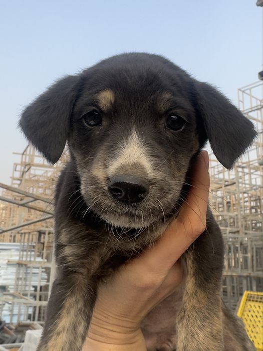 Щеночки в поисках семьи