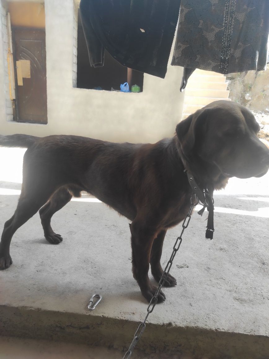 Labrador retriever