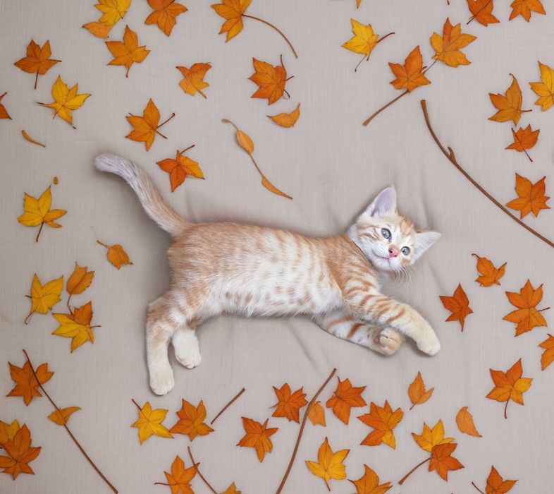 Котёнок, uy mushuk