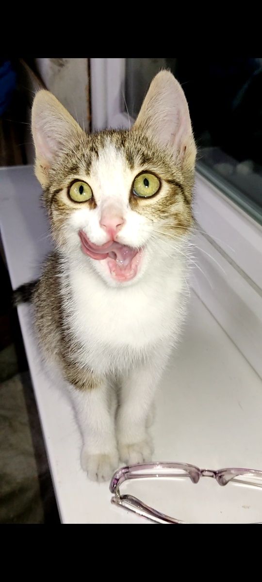 Котёнок девочка ищет своего человека!