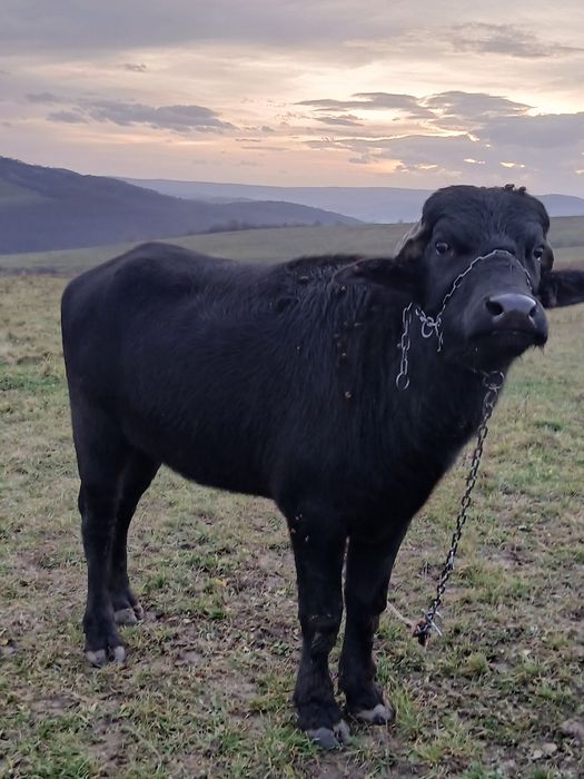 Taur de bivol de doi ani