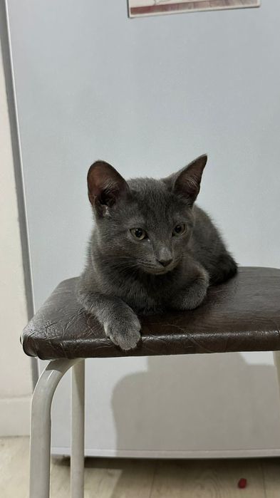 Отдам хорошие руки русская голубая