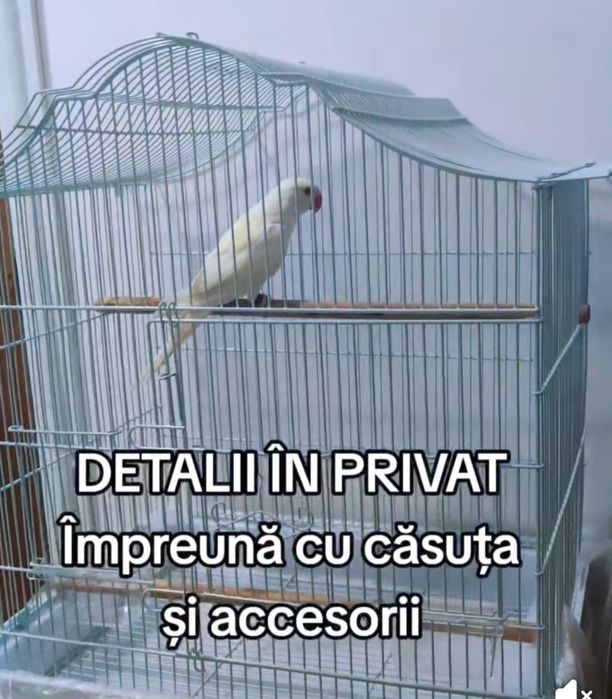 Vand alexandru mare și mic blânzi  și gata  educați