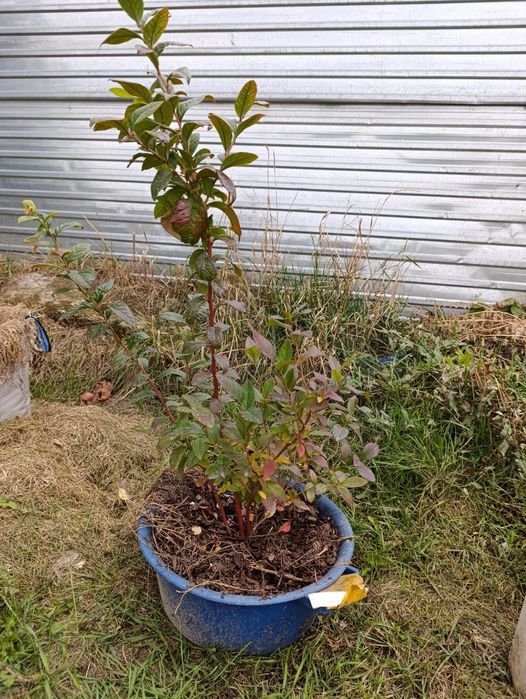 Саженцы голубики