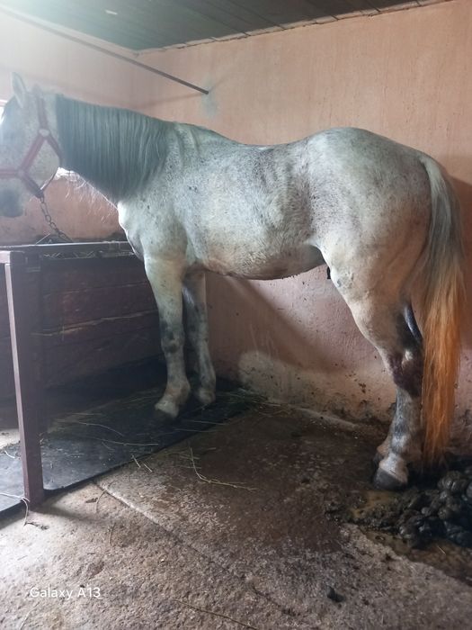 Vând iapa și armăsar