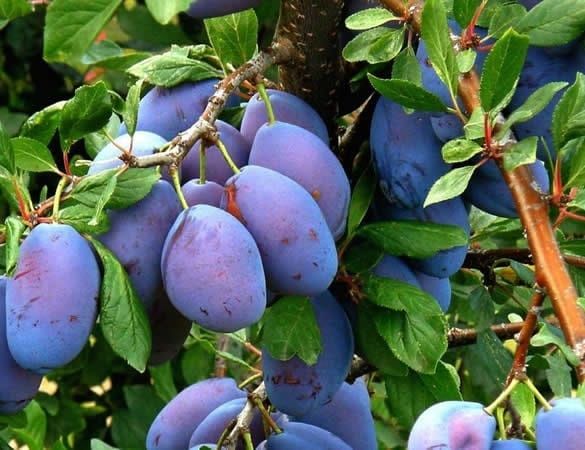 Pomi fructiferi direct din pepinieră anul 2 și 3 de vegetație