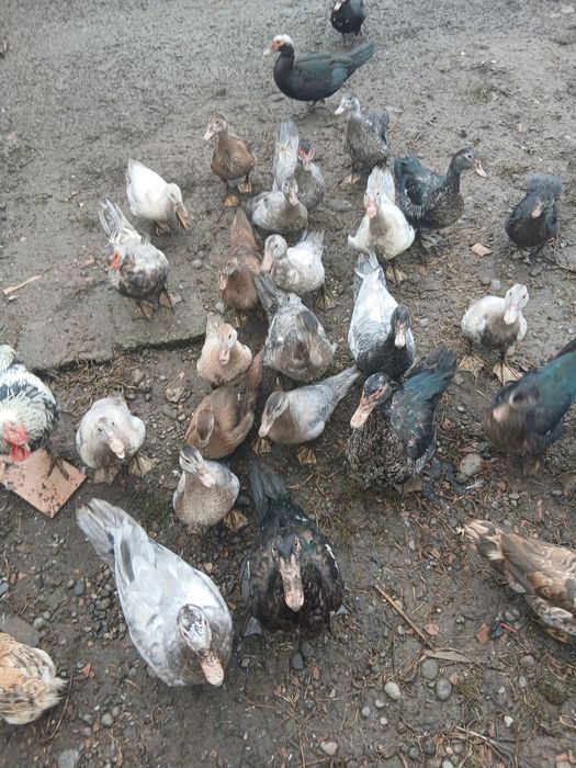 Rațe mute de vânzare.