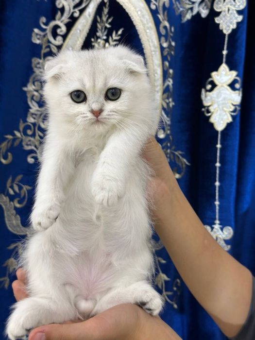 Mushukchalar sotiladi