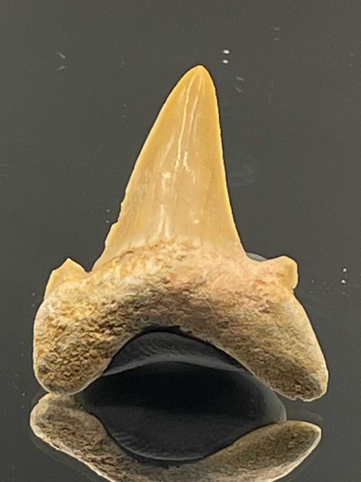 Автентичен зъб от акула Otodus obliquus (23 мм) - фосил