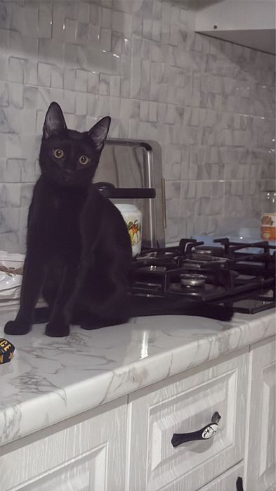 Отдам бесплтано кошку домашняя