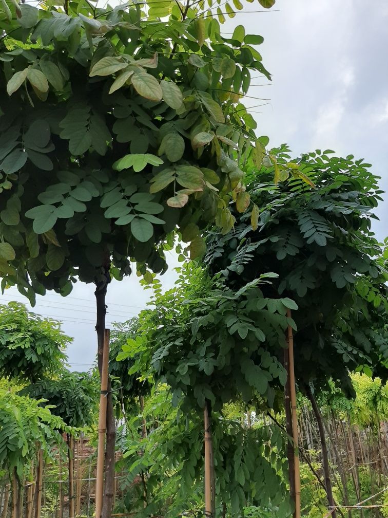 Кълбовидна акация.Robinia Pseudoacacia Umbraculifera