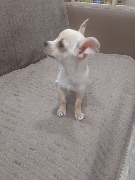 Чихуахуа мини момченце