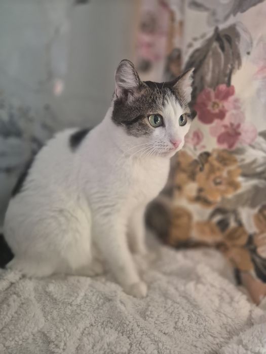 Котик и кошечка ищут дом