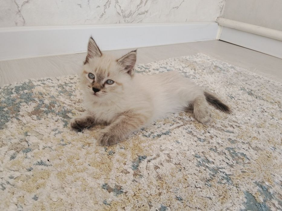 Котёнок ,мальчик 2 месяца