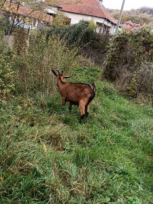 De vânzare iada alpin francez