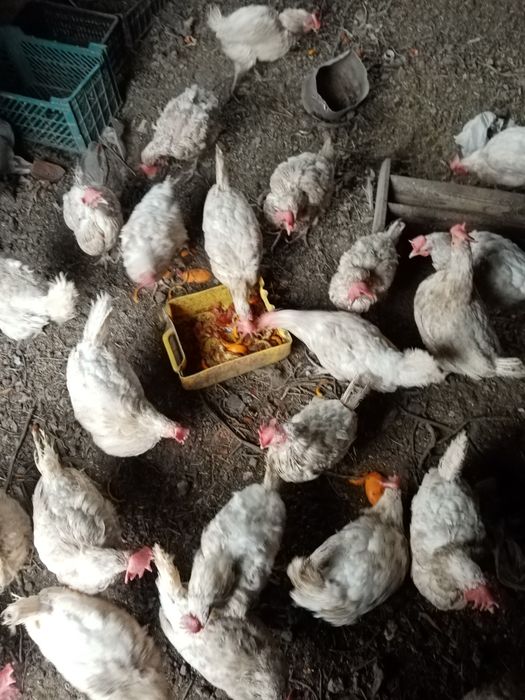 Продам кур несушек