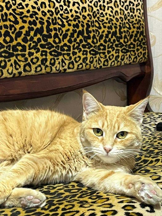 Коты и кошки в добрые руки