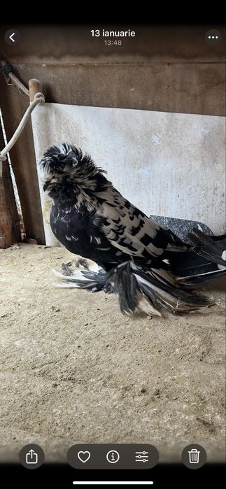 Vand uriasi maghiari