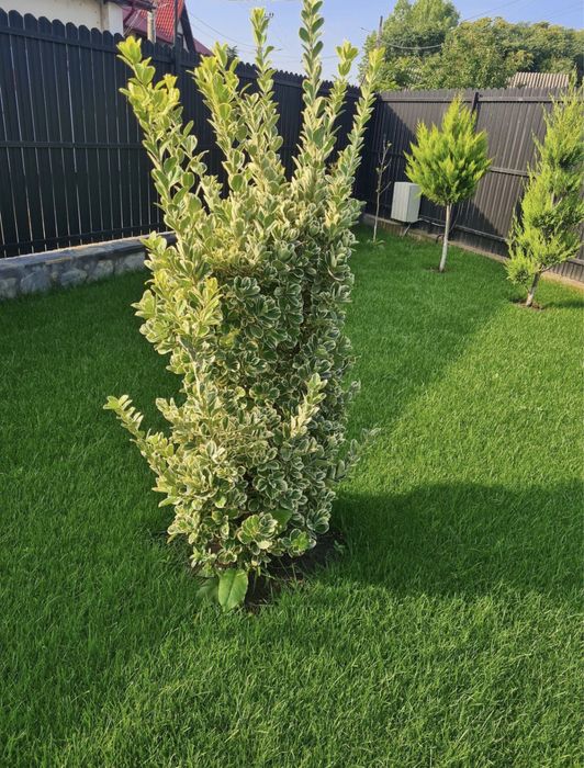 Plante ornamentale de orice specie