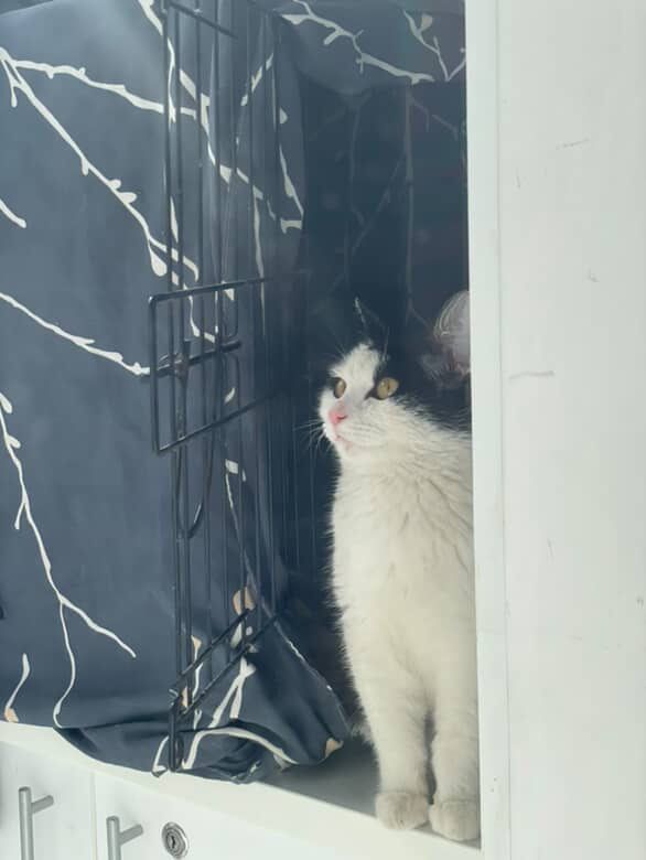 Отдам в добрые руки ласковую кошечку